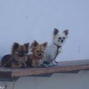 Du Mont des Canaillous