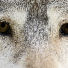 The Lone Wolf  Paradigm