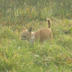 élevage de chihuahuas Des pyramides del nido