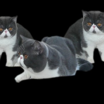 odysseeperse