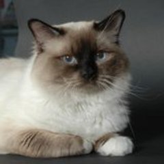 oscar_qh