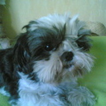 cycy