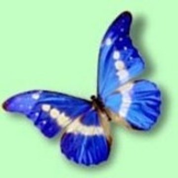 colibri21