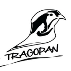 Tragopan-asie