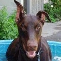 orionthedoberman