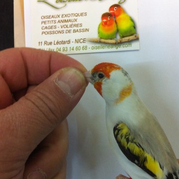 L'Oisellerie Ange COMED & MANITOBA