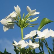 marie-claude ventura