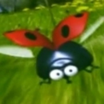 la coccinelle VS les mouches à merde