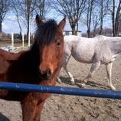 The-Horse-6789