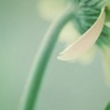 Eunomia0102
