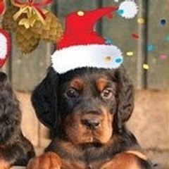 Gordon-Setter