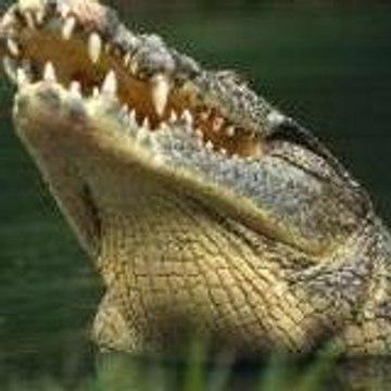 MrHostgatorcoupon
