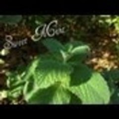 SweetMintSubs Orłowicz