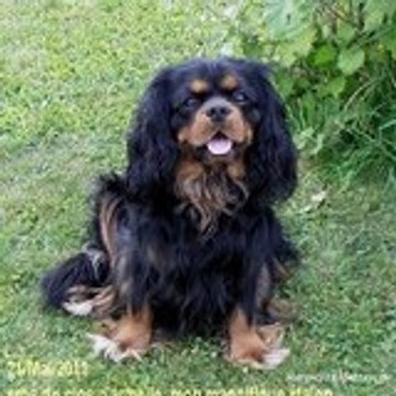 marguerite montaperto