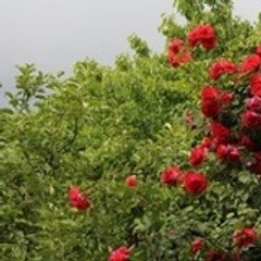 قناة امزوضة
