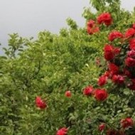 قناة امزوضة