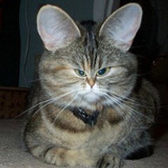 maddkat1