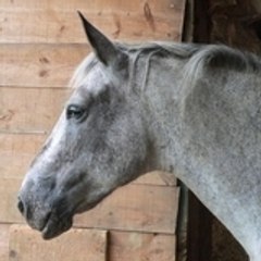 Equine_Renaissance