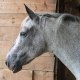 Equine_Renaissance