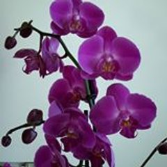 Sandra Eveilleau-Girout