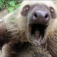 Sloth Channel