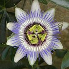 Monique Eliane Lelièvre