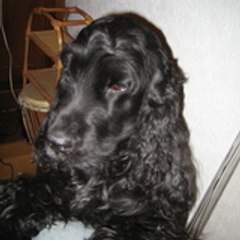 spaniel75