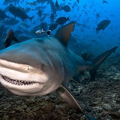 Médias requins