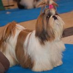 Shih Tzu Dela Magiedelys