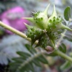 tribulusterrestris