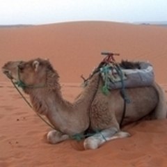 abderrahmane