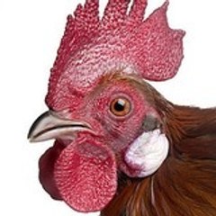 Fredlegaulois