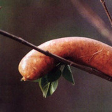 fashion_pdg