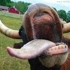 Manirick