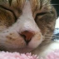 猫を尋ねて三千キロ http //blog.keitec.jp/