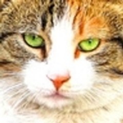 gatodelmaule