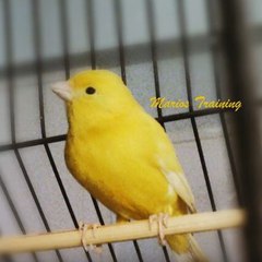 mbirdtraining