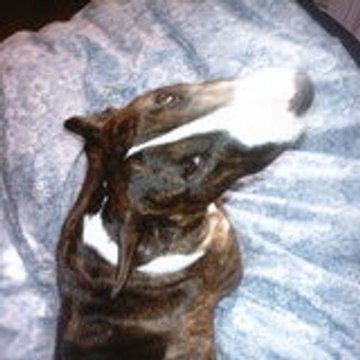 milou42