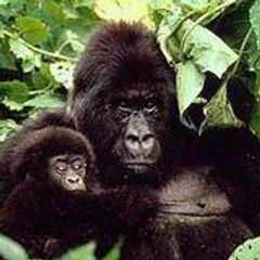 gorillacostume