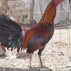 Manuel Armando Tellez Gutierrez