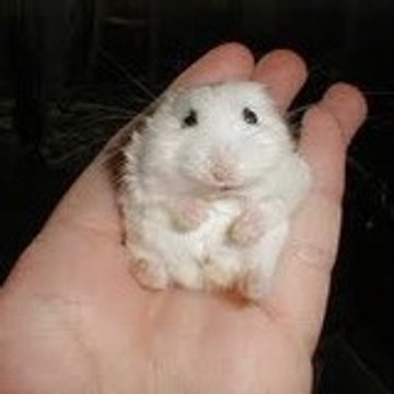 Mesvideosamoi