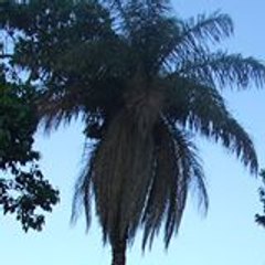 Ritscamback Garcia Garcia