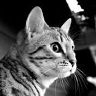 Virginie Bengal'Cane