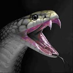 NoelSnakeBite