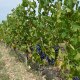 Bordeaux vins de rêve