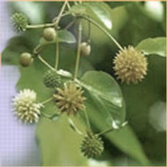 kratomfever
