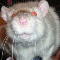 Paddy