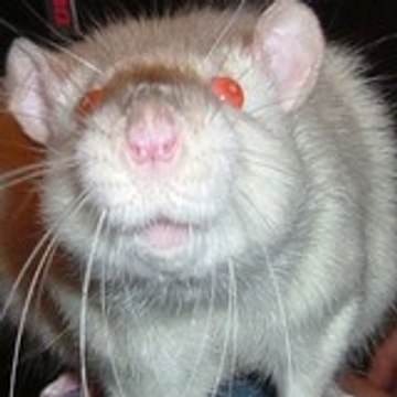 Paddy