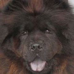 Boris Bear