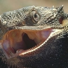 Bearded Dragons